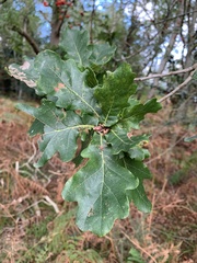 Cynips quercusfolii