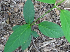 Jasminanthes mucronata