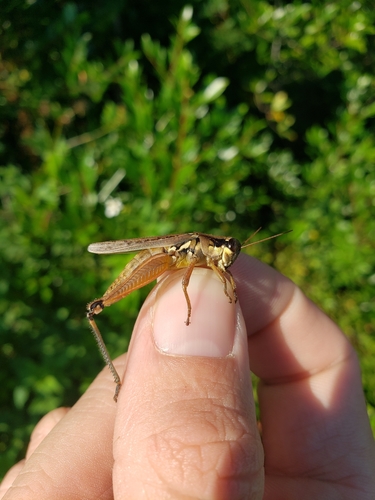 Paroxya atlantica image