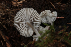 Fungi