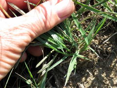 Gazania linearis linearis