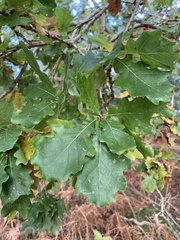 Quercus