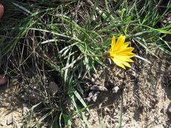 Gazania linearis linearis
