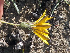 Gazania linearis linearis