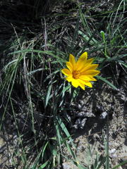 Gazania linearis linearis