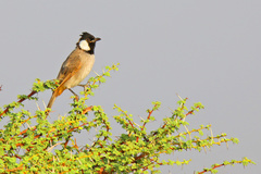 Pycnonotus leucotis