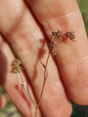 Bupleurum tenuissimum