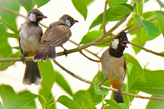 Pycnonotus leucotis