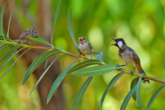 Pycnonotus leucotis