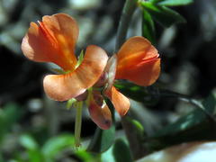 Indigofera sessilifolia