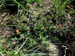Indigofera sessilifolia