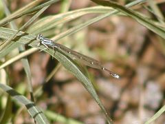 Enallagma divagans