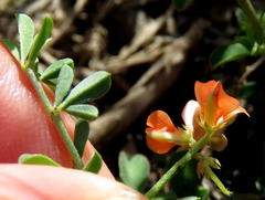 Indigofera sessilifolia