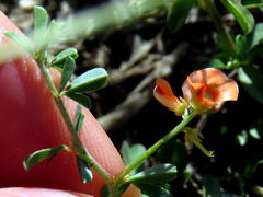 Indigofera sessilifolia
