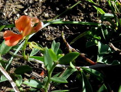 Indigofera sessilifolia