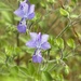Trichostema dichotomum - Photo (c) hakie,  זכויות יוצרים חלקיות (CC BY-NC)
