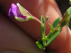 Polygala amatymbica