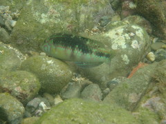 Halichoeres margaritaceus