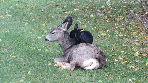 Mule Deer photographed in Montana