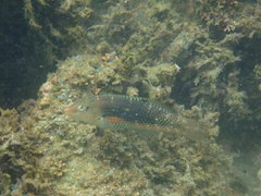 Halichoeres margaritaceus