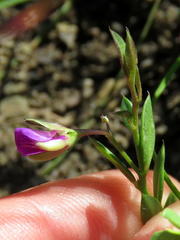 Polygala amatymbica