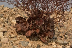 Eriogonum hoffmannii robustius