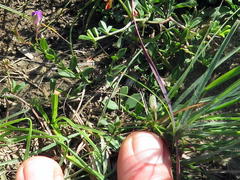 Polygala amatymbica