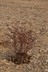 Eriogonum hoffmannii robustius