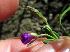 Polygala amatymbica