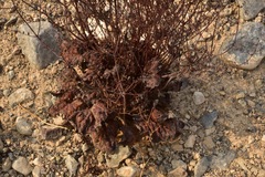 Eriogonum hoffmannii robustius