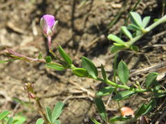 Polygala amatymbica