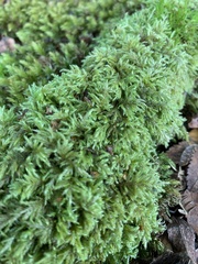 Pseudisothecium myosuroides