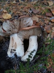Tricholoma colossus