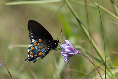 Battus philenor hirsuta