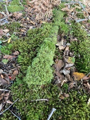 Pseudisothecium myosuroides