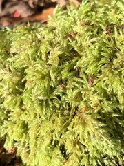 Pseudisothecium myosuroides