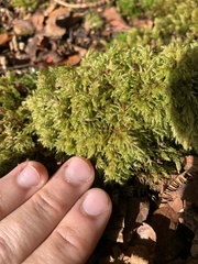 Pseudisothecium myosuroides