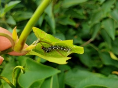 Filodes fulvidorsalis