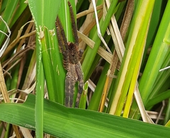 Cupiennius salei