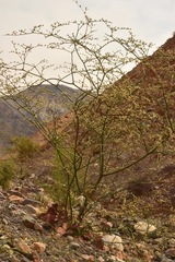 Eriogonum hoffmannii hoffmannii