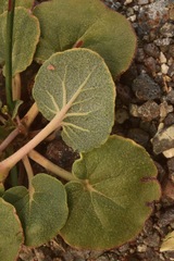 Eriogonum hoffmannii hoffmannii