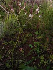 Trachyandra muricata