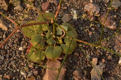 Eriogonum hoffmannii hoffmannii