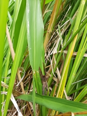 Cupiennius salei