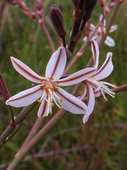 Trachyandra muricata