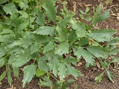Levisticum officinale