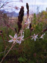 Trachyandra muricata