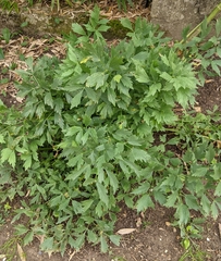 Levisticum officinale