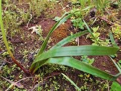 Trachyandra muricata