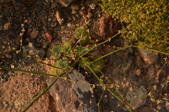 Eriogonum hoffmannii hoffmannii